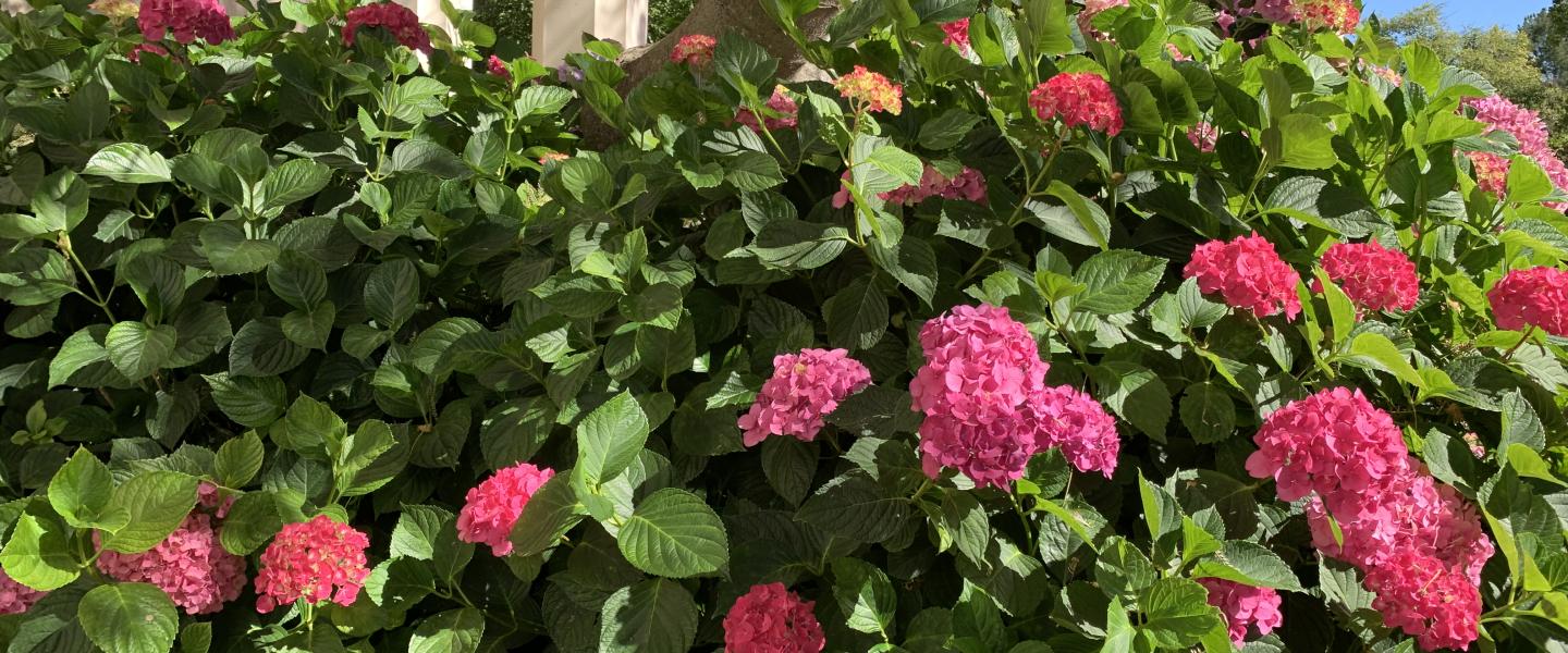 Pink hydrangeas surrounded by their bright green leaves